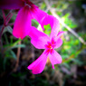 ちいさき花♪