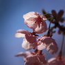 桜　- 春陽に輝く -