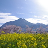 由布岳の春