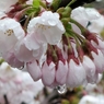 桜雫