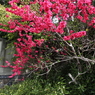 紅梅