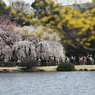枝垂れ桜に誘われて