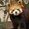 レッサーパンダ