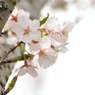 ｓａｋｕｒａ