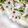 葉桜前