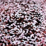 散桜