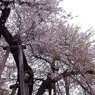 石戸蒲ザクラ