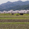 2012/4/15　田園