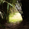 clump of bamboo