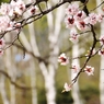 桜の訪れ
