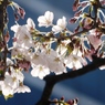 桜、都会に咲く。