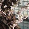 桜４