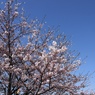 桜会