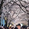 桜木花道