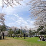 2012/4/15 お花見