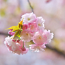 春の ”Bouquet” を・・・