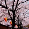 お花見