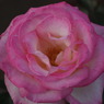 DSCF0847