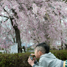 桜を見ながら一杯（笑）