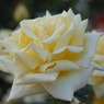 DSCF0856