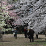 桜こもごも