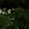 木陰にて