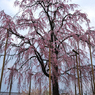 東寺・枝垂れ桜