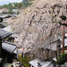 産寧坂・枝垂れ桜