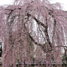 高台寺・枝垂れ桜