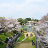 蹴上インクラインの花見