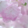 しんがり