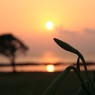 夕景２
