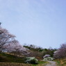 2012 愛知の桜 (9)