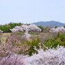 2012 愛知の桜 (10)