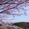 2012 愛知の桜 (ラスト)