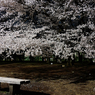 静寂な公園と盛大な桜
