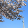 スカイツリー＆桜