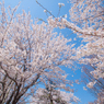 桜の舞