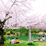 春が来た！桜に集う
