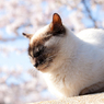 春眠