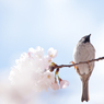 桜と雀