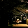 恋夜桜
