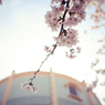SAKURA OF ONE DAY #2