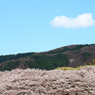 桜の山