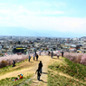 桜の雲海