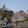 古都の桜 2
