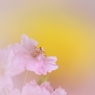 夢桜