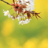 桜　- 山桜葉 -