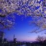 夜桜