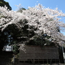 八幡様の桜